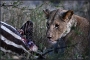 africa-018.jpg