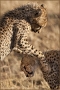 africa-026.jpg