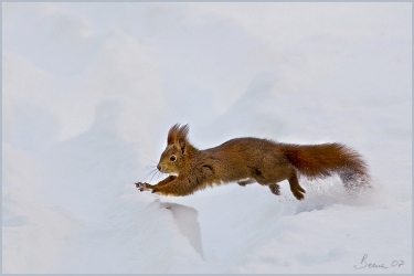 engadina-redsquirrel